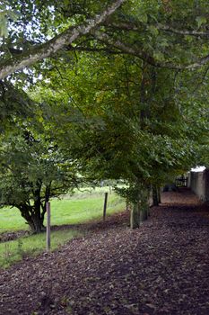 leafy path by the rock of Cashel in county Tipperary Ireland