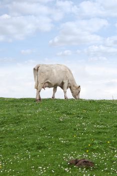 lone cow feeding on the green grass of county Kerry Ireland on the wild atlantic way