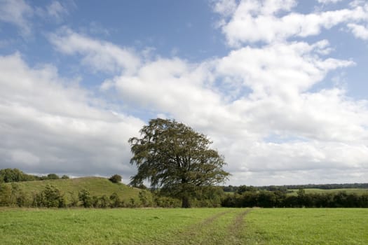 lone big tree in a rural setting in county Longford Ireland