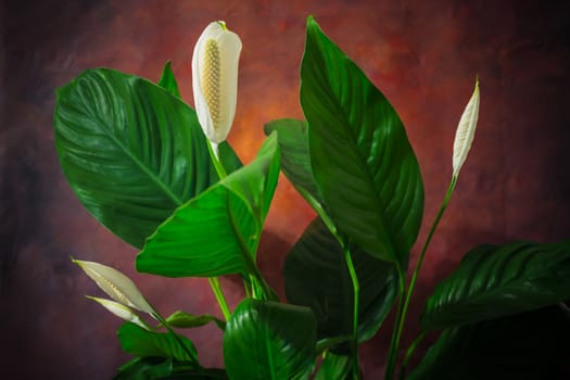 White flower room with broad green leaves on a dark background