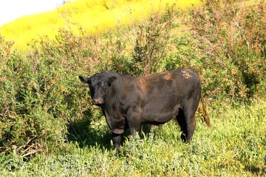 Dark brown bull standing in a yellow green mustard field.