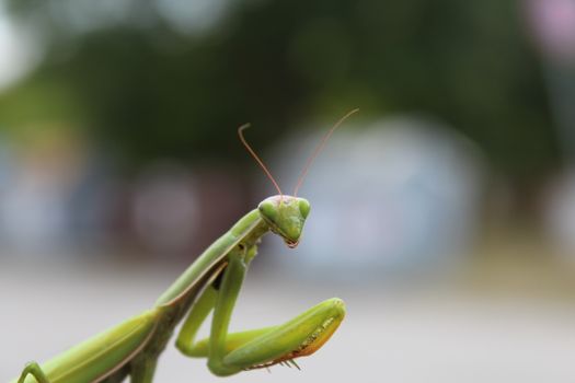 Praying mantis