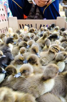 Seller and many ducklings for sale in box at Thailand