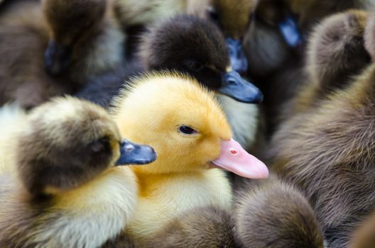  Yellow gosling and Many ducklings for sale