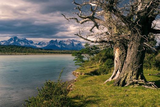 Scenic view of a huge old tree staring on the sunlit shore in Torres del Paine National Park