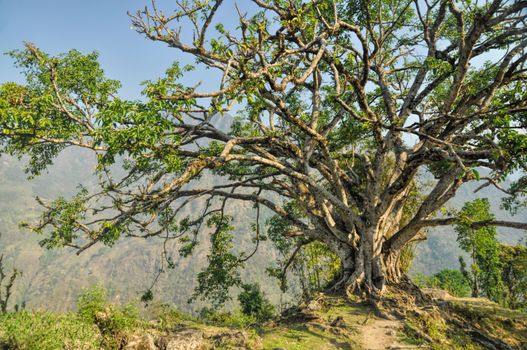 Breathtaking view of an old tree standing solitary on the edge of a cliff