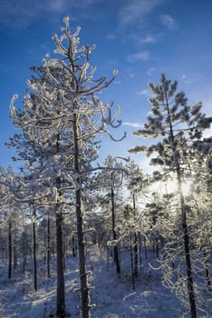 Picturesque view of snow-covered trees at sunset