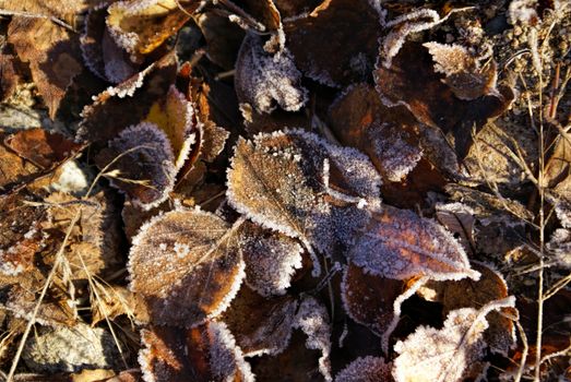 Close-up view of brown leaves frozen on the ground