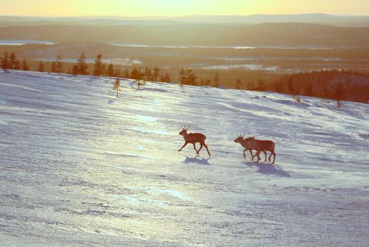 Picturesque view of three reindeers walking uphill in the setting sun