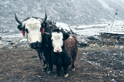 Yak standing with its adorable young at the foot of a snowy slope