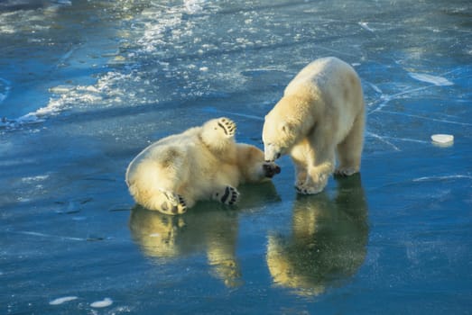 Two cute polar bears having fun on ice 