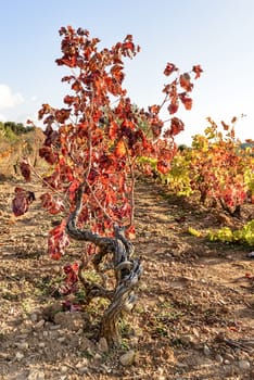The autumn weather in Sardinia in the vineyards of Sulcis. South West of Sardinia.