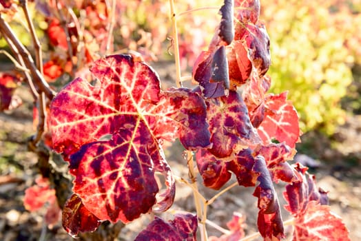 The autumn weather in Sardinia in the vineyards of Sulcis. South West of Sardinia.
