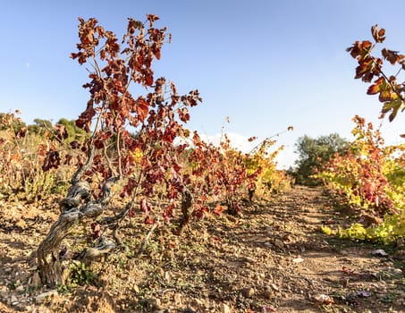 The autumn weather in Sardinia in the vineyards of Sulcis. South West of Sardinia.