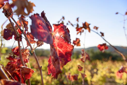 The autumn weather in Sardinia in the vineyards of Sulcis. South West of Sardinia.