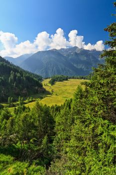 high Pejo valley on summer, Trentino, Italy