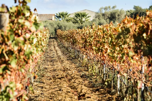 The autumn weather in Sardinia in the vineyards of Sulcis. South West of Sardinia.