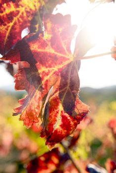 The autumn weather in Sardinia in the vineyards of Sulcis. South West of Sardinia.