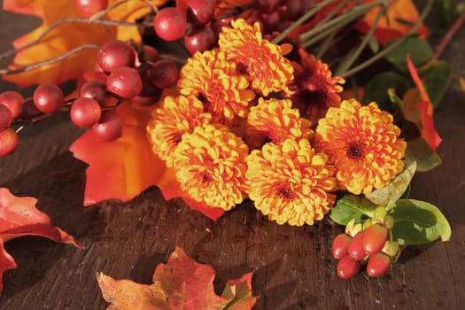 Fall or autumn Chrysanthemum flowers, and berries with orange leaves  on a vintage wooden background
