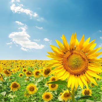 sunflower closeup on field under blue sky