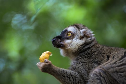 A ring-tailed lemur in the forest of Madagascar