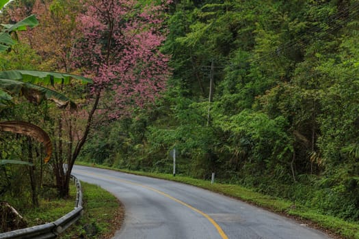 road green nature in many style in the north of thailand 