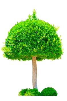 Picture of green tree on a white background
