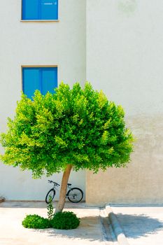 lone tree in the background on the wall