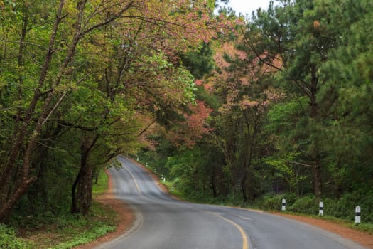 road green nature in many style in the north of thailand 