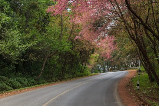 road green nature in many style in the north of thailand 