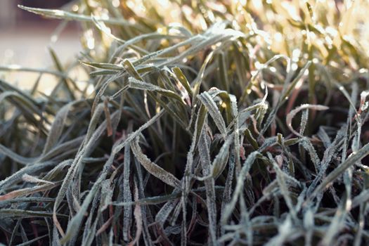 Fall grass with ice over early morning in Ankara