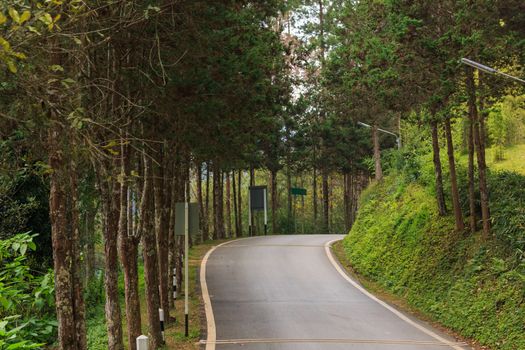 road green nature in many style in the north of thailand 