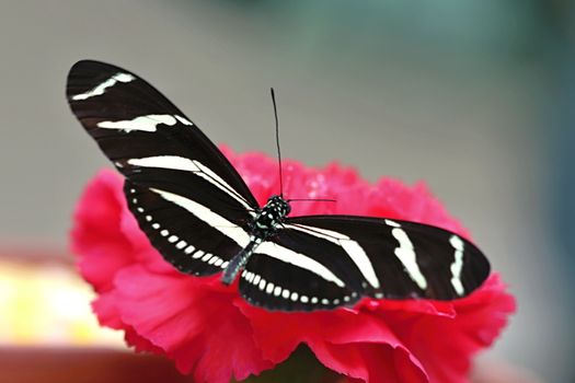 Photo shows details of colourful butterfly in the park.