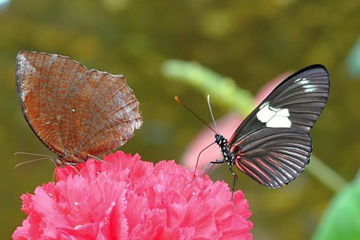 Photo shows details of colourful butterfly in the park.