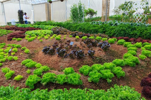 fresh Vegetables on the dish with isolate background