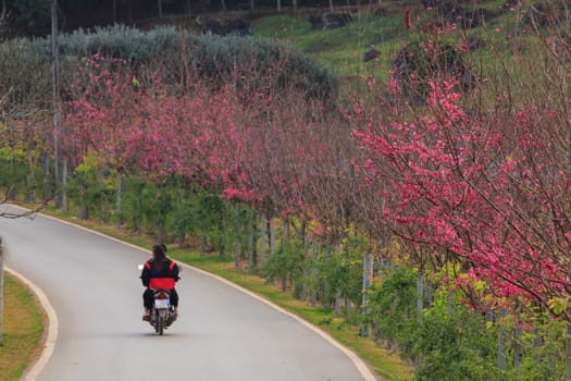 roadside photography nature in many place