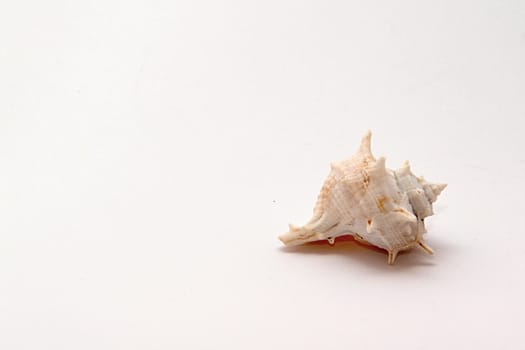 Photo of Seashell Object perfectly fits to various presentation purposes.
