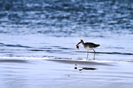 Sandpiper on the shores on a beach with a crab in its beak.