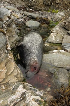 The carcass of a dead bull, grey seal, Halichoerus grypus, in a pool of water between rocks.