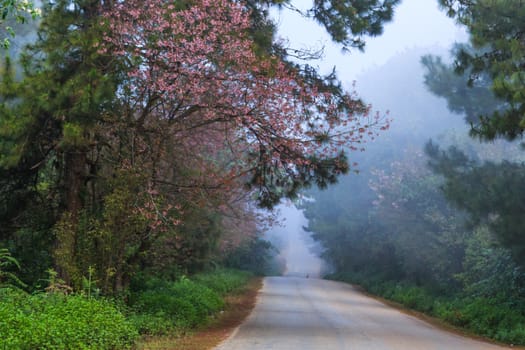 roadside photography nature in many place