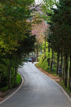 road green nature in many style in the north of thailand 