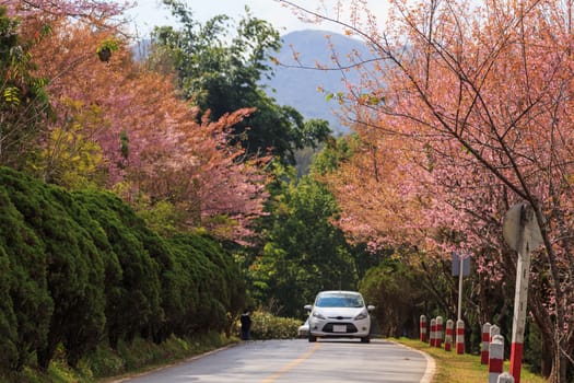 roadside photography nature in many place