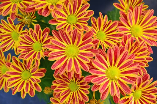 Beautiful red and yellow striped chrysanthemum flowers