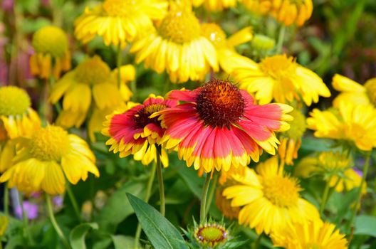 Beautiful orange and yellow echinacea garden