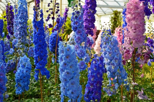 Beautiful blue and pink delphinium flowers in garden nursery