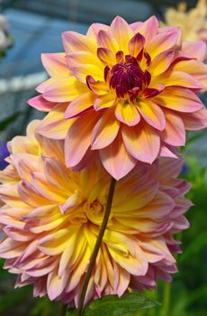 Two beautiful pink and yellow dahlia flowers