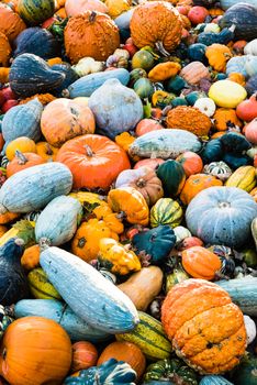 Delicious, colorful variety of different fresh sorts of pumpkins