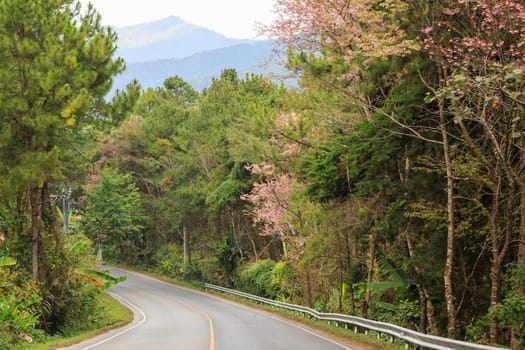 road green nature in many style in the north of thailand 