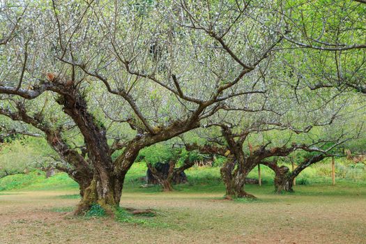 landscape nature