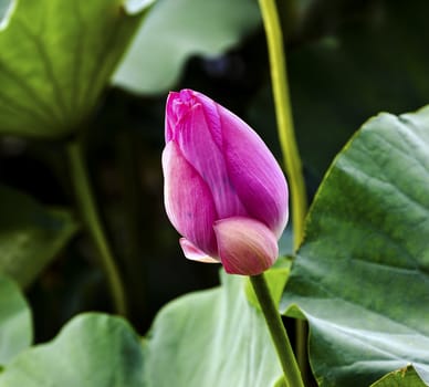 Pink Lotus Bud  Lily Pads Close Up  Lotus Pond Temple of the Sun Beijing China